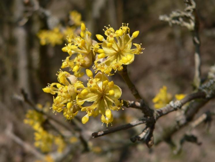 Dřín jarní (Cornus mas), Rouchovany [TR], 30.3.2011, foto Luděk Čech
