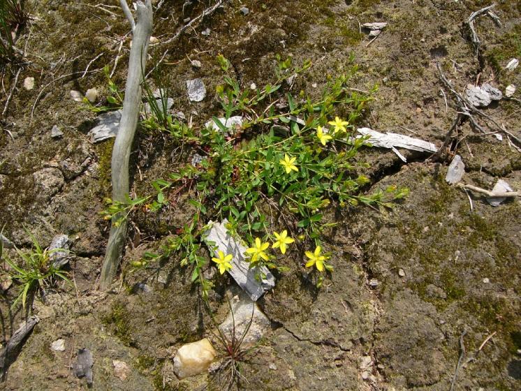 Třezalka rozprostřená (Hypericum humifusum), Bohumilice u Kožlí [HB], 16.6.2011, foto Josef Komárek