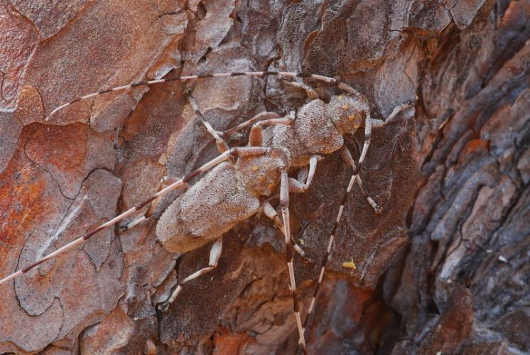 Kozlíček dazule (Acanthocinus aedilis), foto Václav Křivan