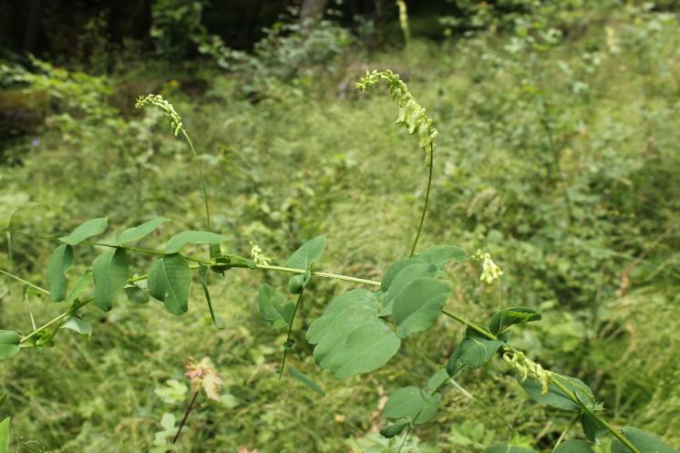 Vikev křovištní (Vicia dumetorum), Šemíkovice, Výří Skála v údolí Rokytné [TR], 18.6.2016, foto Libor Ekrt