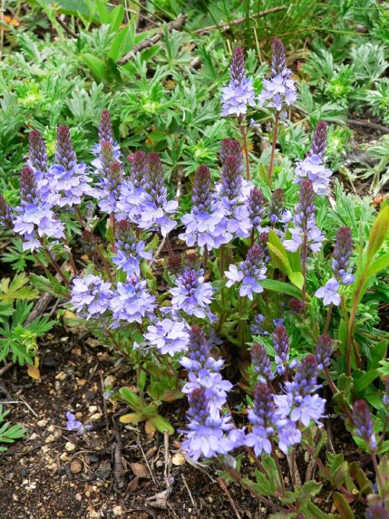 Rozrazil rozprostřený (Veronica prostrata), Pocoucov [TR], 30.4.2008, foto Luděk Čech