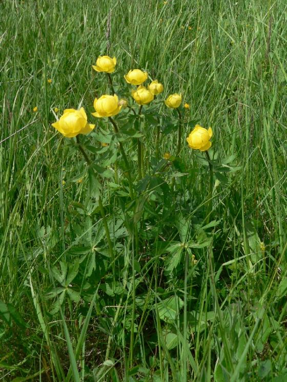 Upolín nejvyšší (Trollius altissimus), PR Havranka [HB], 17.5.2013, foto Luděk Čech