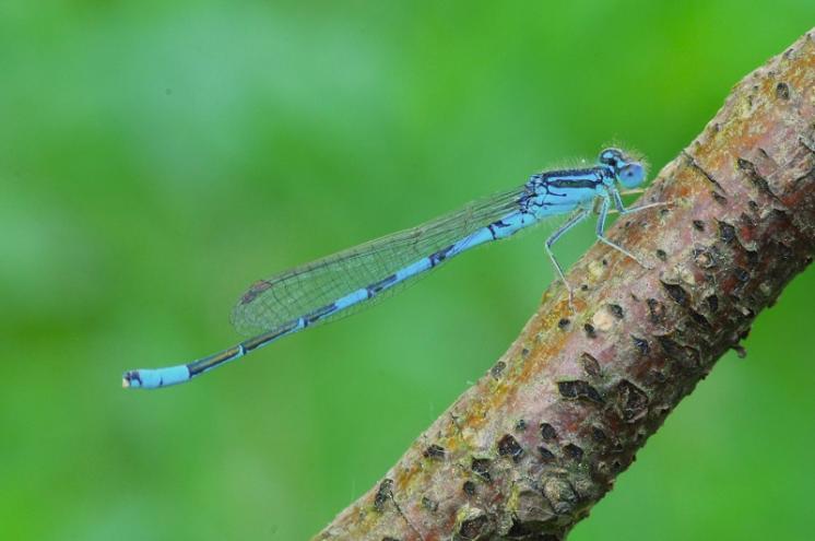 Šidélko huňaté (Coenagrion scitulum), ryb. Parný Mlýn, Krahulov, foto Václav Křivan