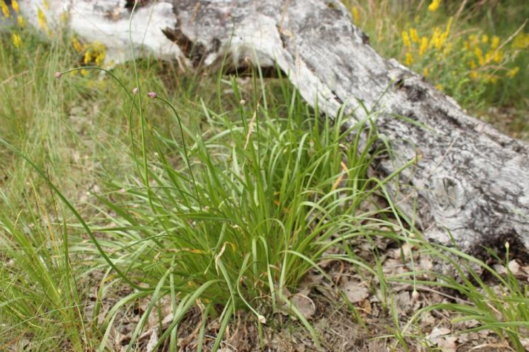 Česnek šerý horský (Allium senescens subsp. montanum), Šemíkovice, Výří skála [TR], 18.6.2016, foto Libor Ekrt