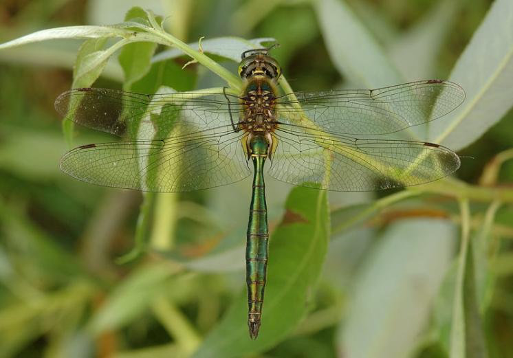 Lesklice zelenavá (Somatochlora metallica), Štěměchy, foto Václav Křivan