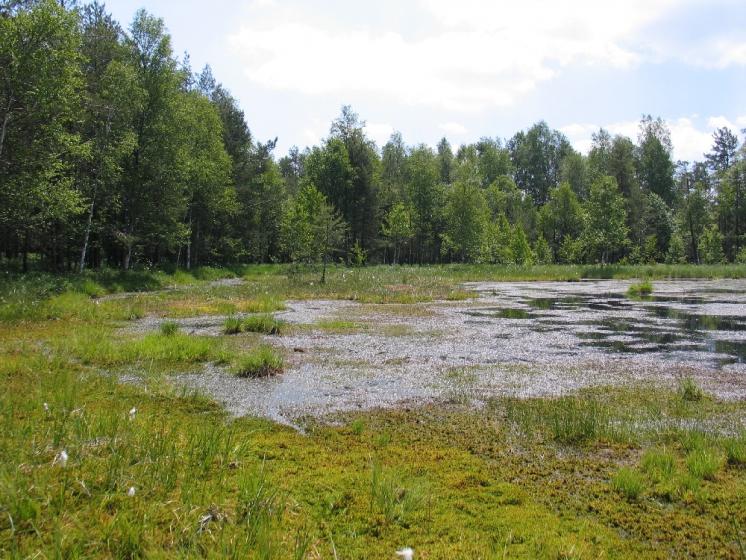 NPR Radostínské rašeliniště hostí perspektivní populaci ohroženého tyrfofila mravence rašelinného (Formica picea), foto Pavel Bezděčka.