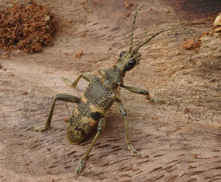 Tesařík Rhagium mordax, Třešť, foto Václav Křivan
