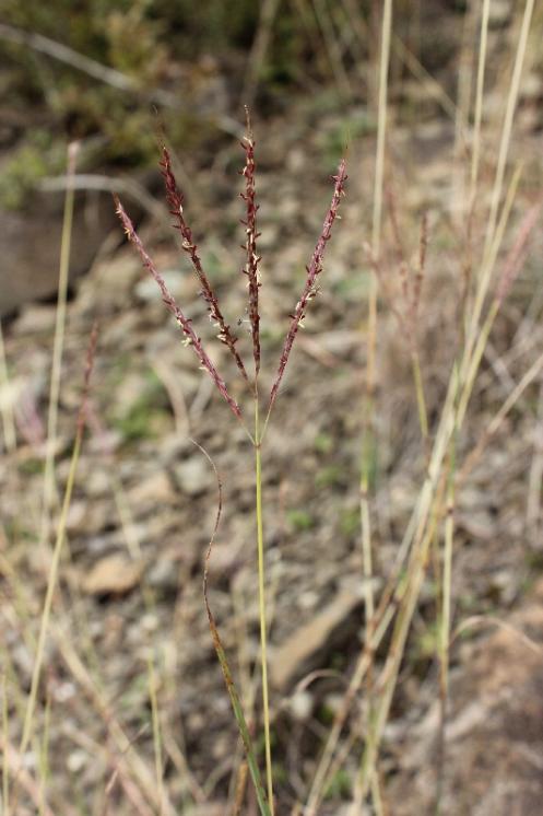 Vousatka prstnatá (Bothriochloa ischaemum), NPR Mohelenská hadcová step [TR], 25.9.2014, foto Libor Ekrt