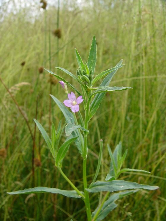 Vrbovka tmavá (Epilobium obscurum), PR Havranka [HB], 13.6.2014, foto Josef Komárek