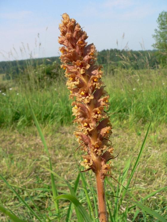 Záraza vyšší (Orobanche elatior), Sobíňov [HB], 26.6.2010, foto Luděk Čech