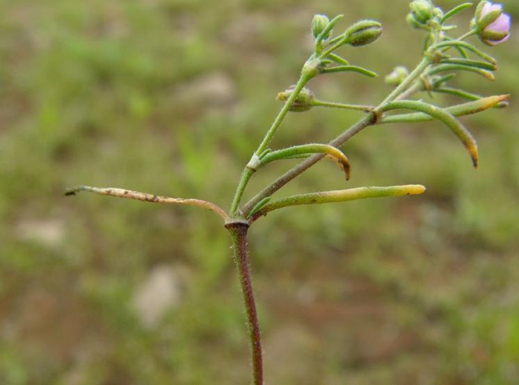 Kuřinka ostnosemenná (Spergularia echinosperma), PP Staropavlovský rybník, palisty [ZR], 20.6.2012, foto Josef Komárek