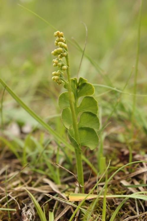 Vratička měsíční (Botrychium lunaria), vápenka u Zvole [ZR], 1.6.2013, foto Libor Ekrt