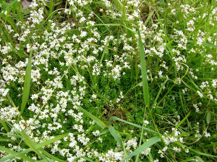 Svízel hercynský (Galium saxatile), Kamenice u Herálce [HB], 8.6.2009, foto Josef Komárek