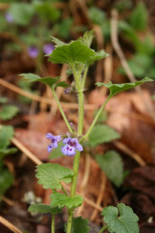 Popenec chlupatý (Glechoma hirsuta), PR Údolí Oslavy a Chvojnice [TR], 13.4.2012, foto Libor Ekrt