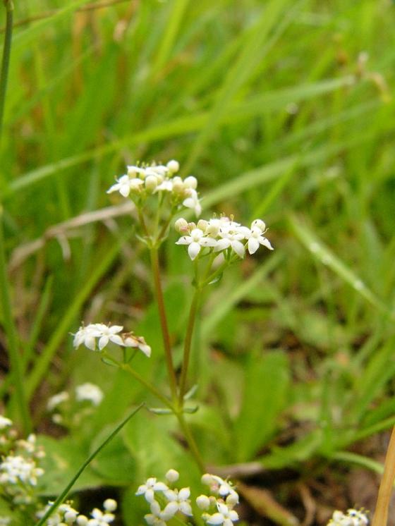 Svízel hercynský (Galium saxatile), Kamenice u Herálce [HB], 8.6.2009, foto Josef Komárek