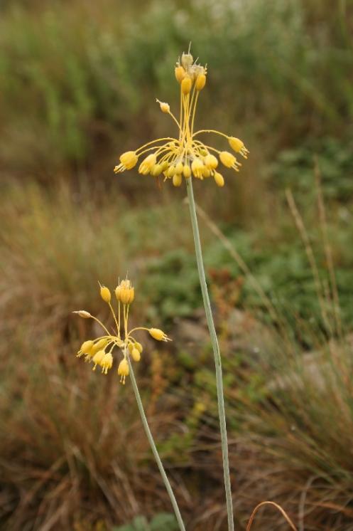 Česnek žlutý (Allium flavum), NPR Mohelenská hadcová step [TR], 15.7.2012, foto Libor Ekrt