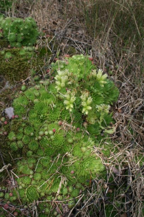 Netřesk výběžkatý pravý (Jovibarba globifera), Turovka [PE], 10.8.2006, foto Libor Ekrt