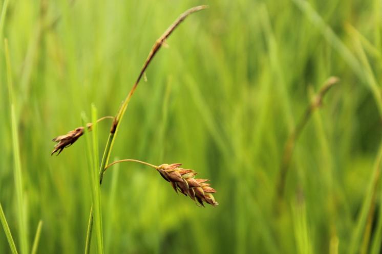 Ostřice bažinná (Carex limosa), PR Doupský a Bažantka [JI], 18.6.2014, foto Libor Ekrt