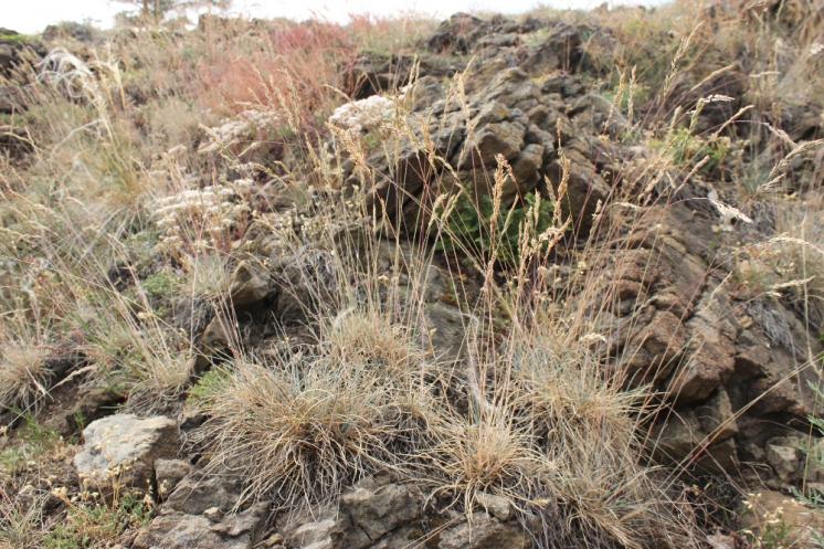 Kostřava sivá (Festuca pallens), NPR Mohelenská hadcová step [TR], 16.6.2015, foto Libor Ekrt