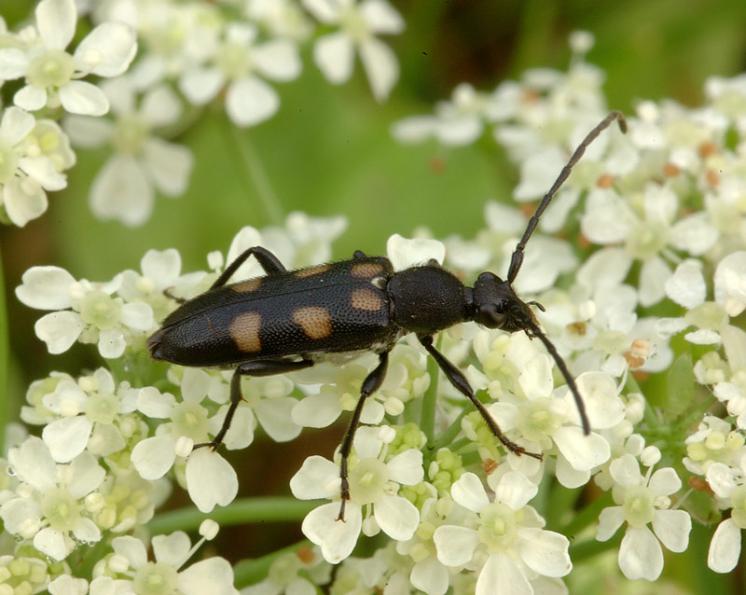 Tesařík Anoplodera sexguttata, Březník, foto Václav Křivan