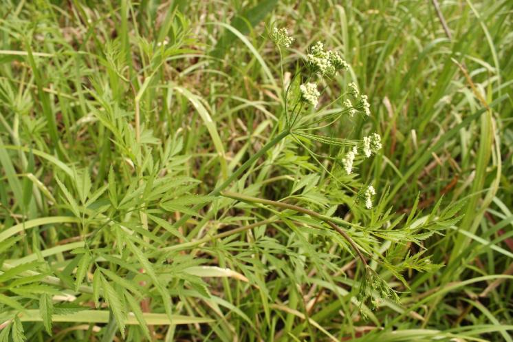 Rozpuk jízlivý (Cicuta virosa), PP Černíč [JI], 17.6.2014, foto Libor Ekrt