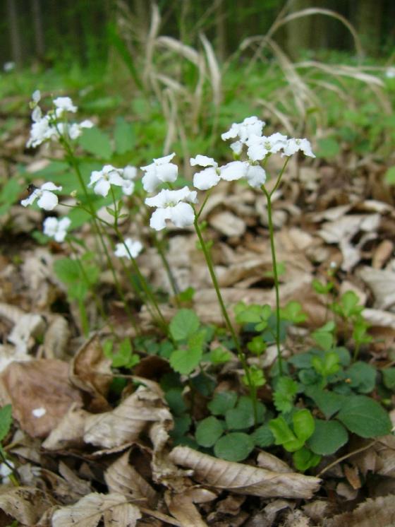 Řeřišnice trojlistá (Cardamine trifolia), PR Habrová seč [TR], 20.4.2009, foto Josef Komárek