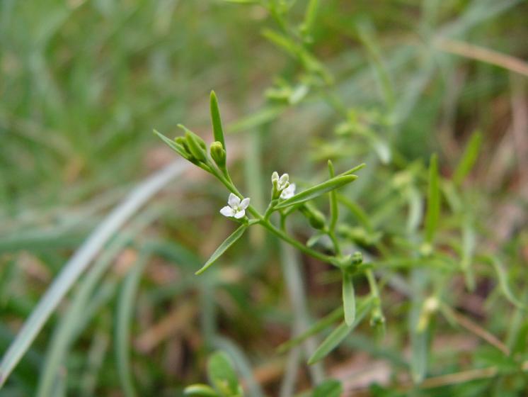 Lněnka alpská (Thesium alpinum), PR Dukovanský mlýn [TR], 26.6.2013, foto Josef Komárek