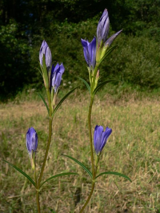 Hořec hořepník (Gentiana pneumonanthe), PP Pod Kazbalem [HB], 22.8.2010, foto Luděk Čech