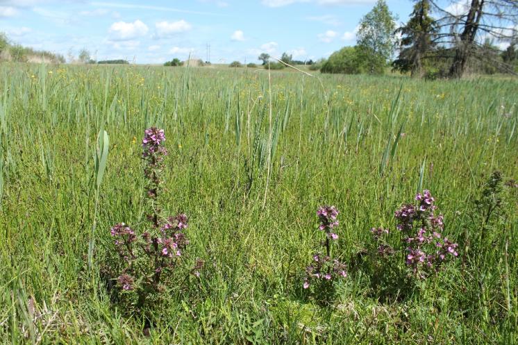 Všivec bahenní pravý (Pedicularis palustris), PR Na Oklice [JI], 2.6.2015, foto Libor Ekrt