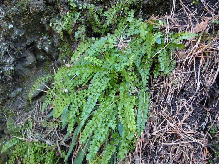 Sleziník zelený (Asplenium viride), Radňoves [ZR], 5.3.2013, foto Josef Komárek