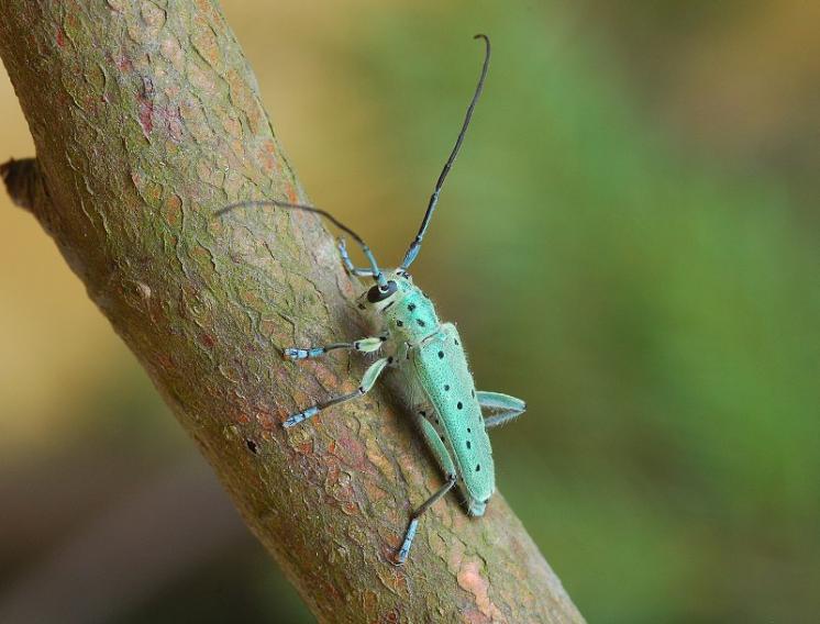 Kozlíček jilmový (Saperda punctata), foto Václav Křivan