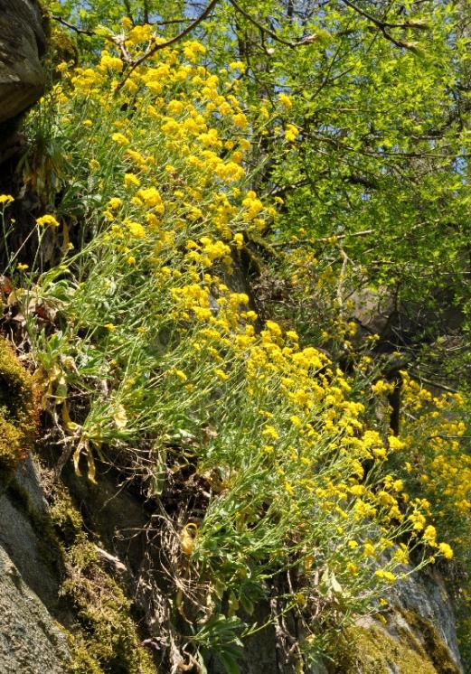 Tařice skalní pravá (Aurinia saxatilis), PR Údolí Oslavy a Chvojnice [TR], 23.4.2011, foto Jan Roleček