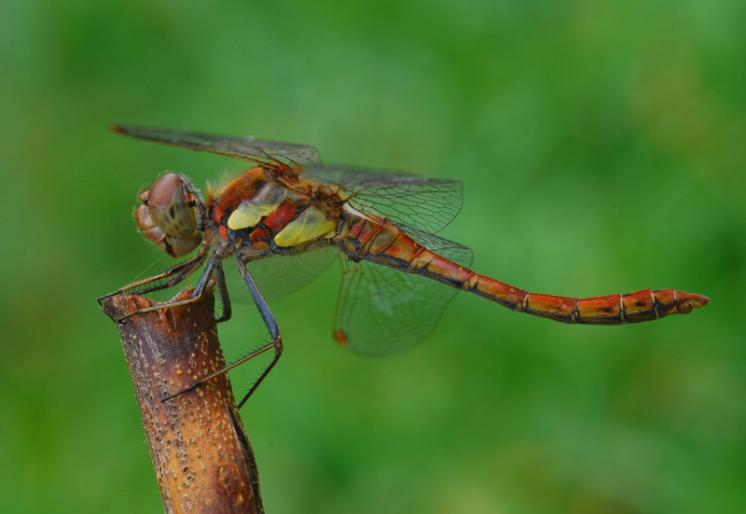 Vážka žíhaná (Sympetrum striolatum), Předín, foto Václav Křivan