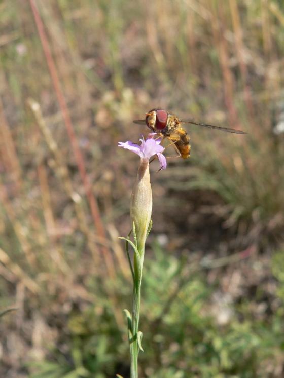 Hvozdíček prorostlý (Petrorhagia prolifera), PP Kobylinec [TR], 24.6.2008, foto Luděk Čech