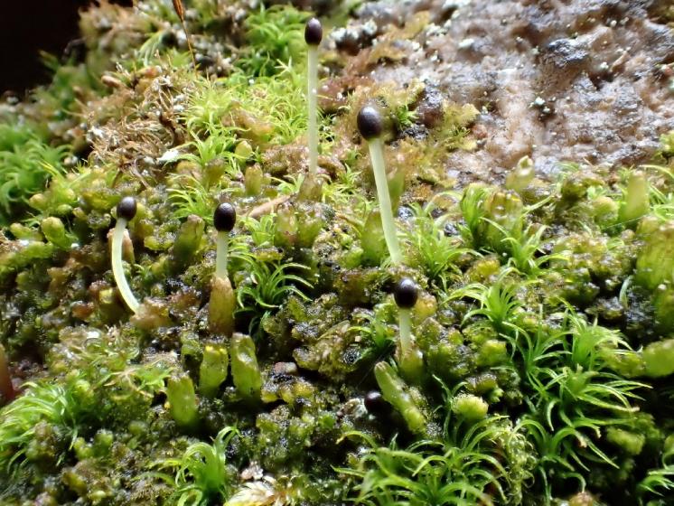 Brvitec překrásný (Ptilidium pulcherrimum), PP Na Skalce, 2015, foto Svatava Kubešová
