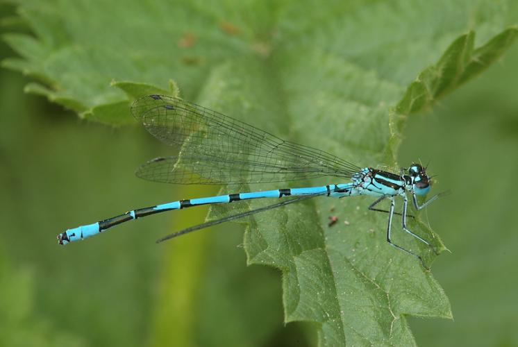 Šidélko páskované (Coenagrion puella), ryb. Parný Mlýn, Krahulov, foto Václav Křivan