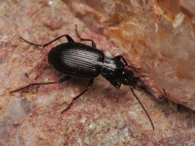 Střevlíček Agonum fuliginosus, foto Václav Křivan