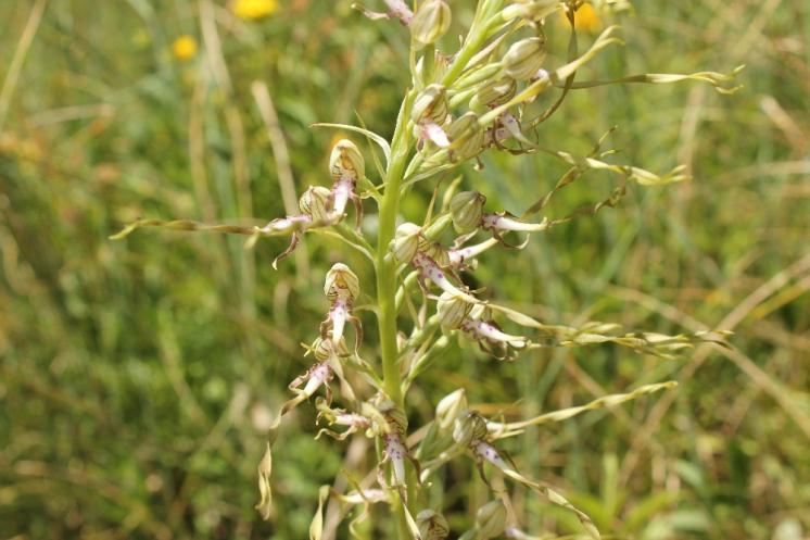 Jazýček jadranský (Himantoglossum adriaticum), Šemíkovice, údolí Rokytné, Knížecí seč [TR], 18.6.2016, foto Libor Ekrt