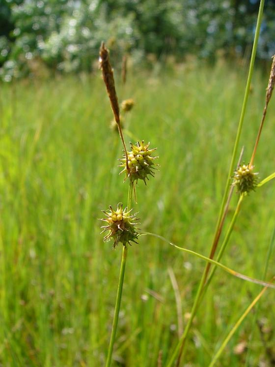 Ostřice šupinoplodá (Carex lepidocarpa), PR Řeka [HB], 28.6.2016, foto Josef Komárek