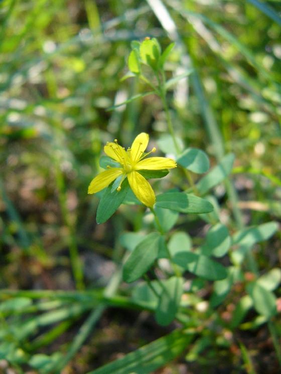 Třezalka rozprostřená (Hypericum humifusum), Račín u Polničky [ZR], 1.9.2015, foto Josef Komárek