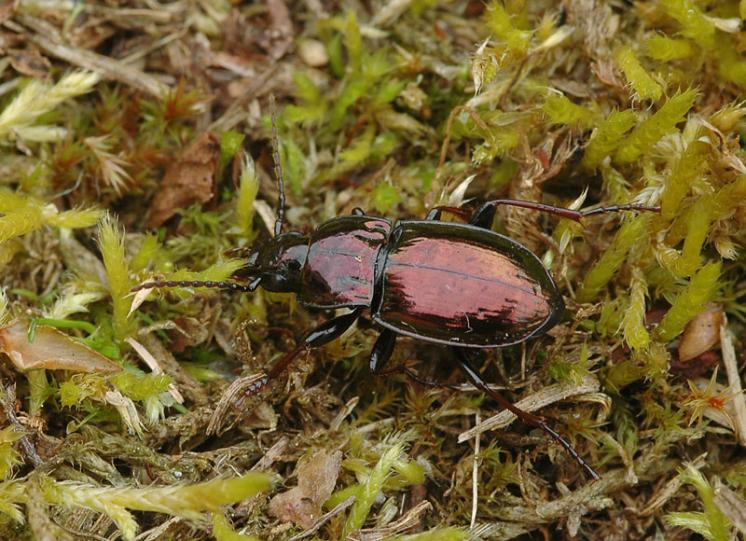 Střevlíček Pterostichus burmeisteri, foto Václav Křivan