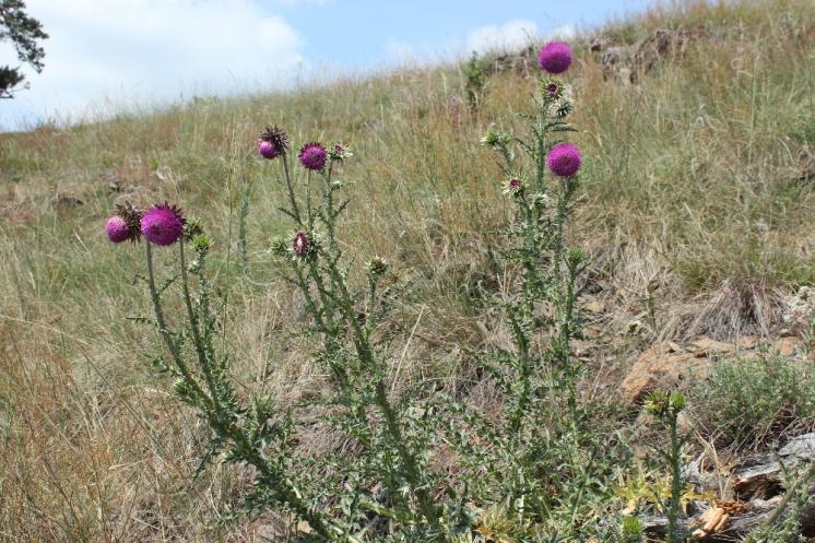 Bodlák nicí pravý (Carduus nutans), NPR Mohelenská hadcová step [TR], 16.6.2015, foto Libor Ekrt
