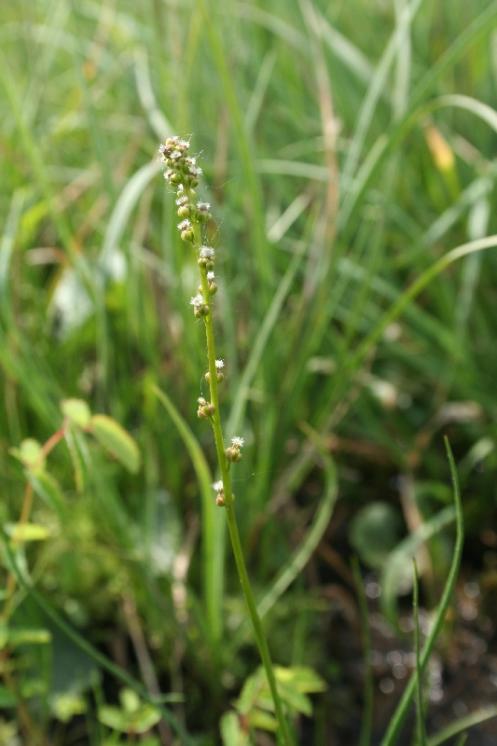 Bařička bahenní (Triglochin palustris), PR Rašeliniště Kaliště [JI], 17.5.2008, foto Libor Ekrt