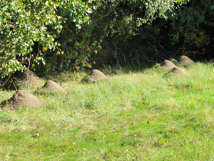 Ekoton - rozhraní mezi loukou a lesem na lokalitě Prvníky obývá perspektivní populace velmi vzácného mravence pastvinného (Formica exsecta), foto Pavel Bezděčka.