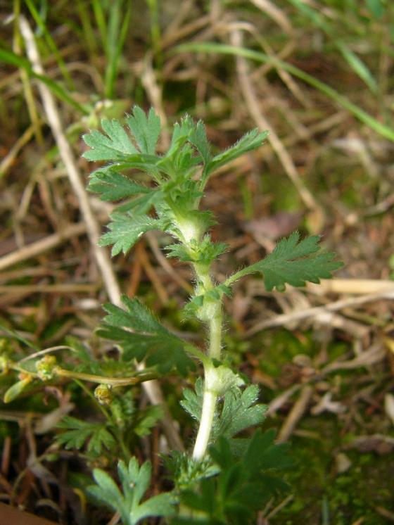 Nepatrnec rolní (Aphanes arvensis), Závidkovice [HB], 13.9.2011, foto Josef Komárek