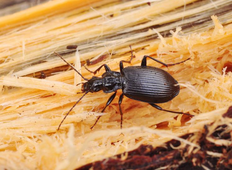 Střevlíček Platynus assimilis, foto Václav Křivan
