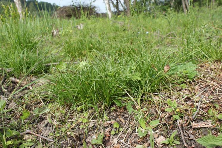 Ostřice stinná (Carex umbrosa), PP Bukovské rybníčky, trs [JI], 29.5.2016, foto Libor Ekrt