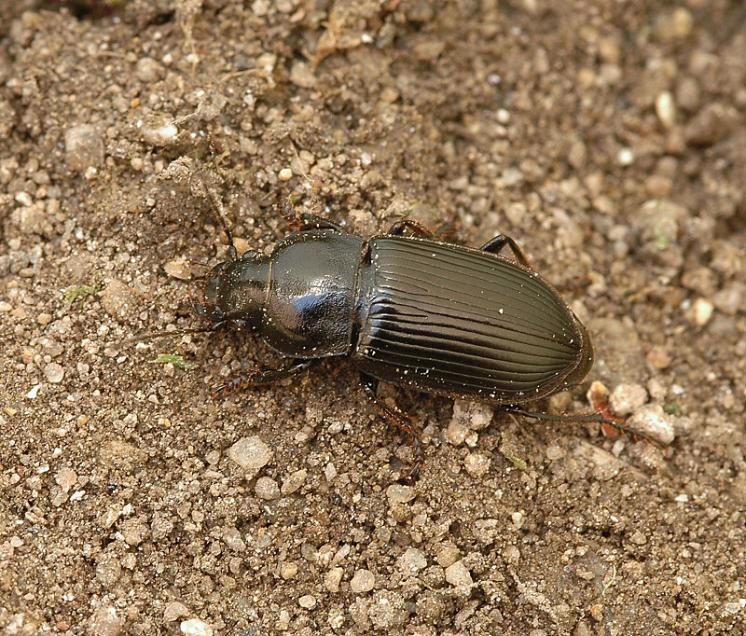 Střevlíček Anisodactylus signatus, foto Václav Křivan