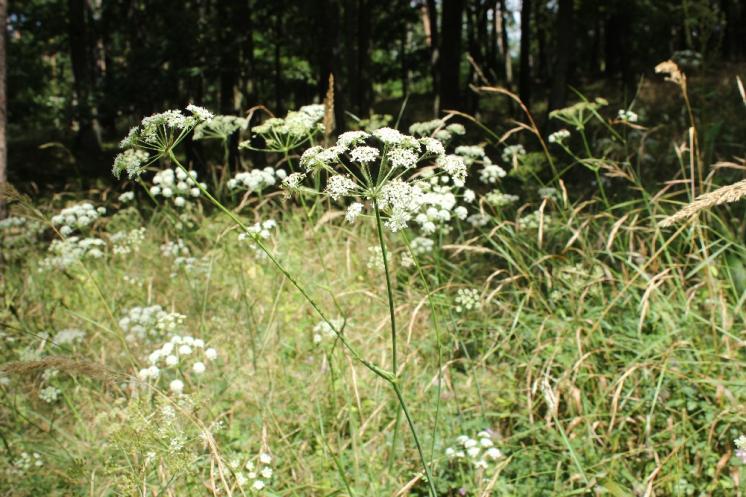Smldník jelení (Peucedanum cervaria), Šemíkovice, Knížecí seč [TR], 14.8.2016, foto Libor Ekrt