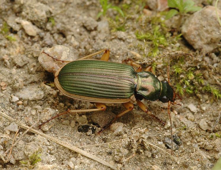 Střevlíček Chlaenius spoliatus, foto Václav Křivan